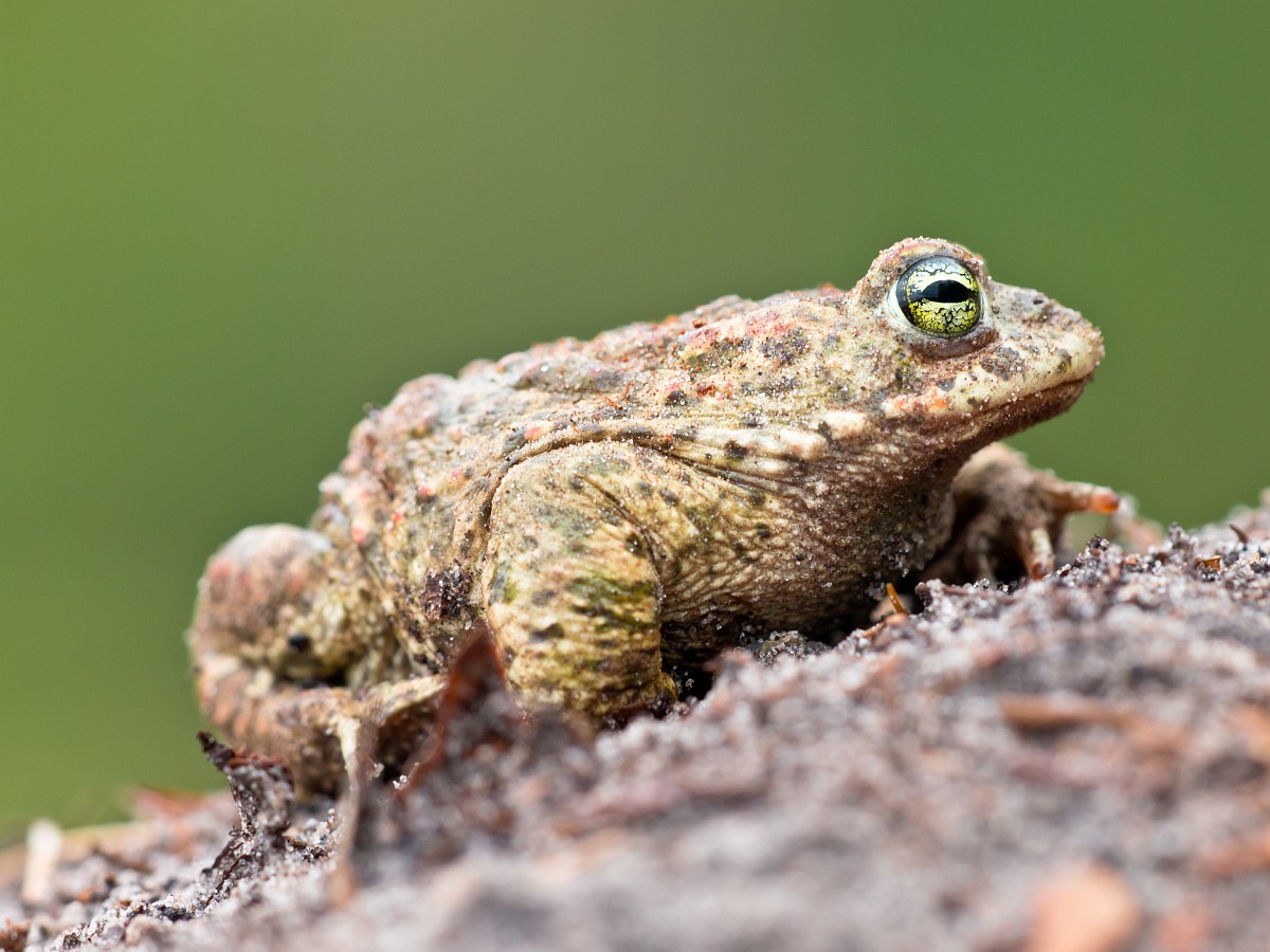 Natterjack toad